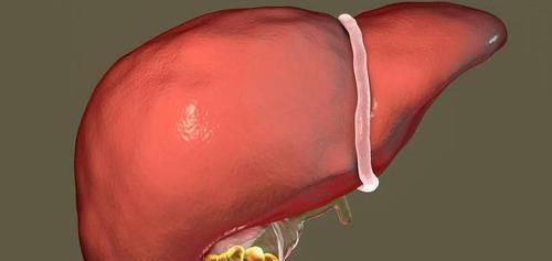  泡水|蒲公英和它“天生一对”，搭配泡水喝，养肝排毒，皮肤越来越红润