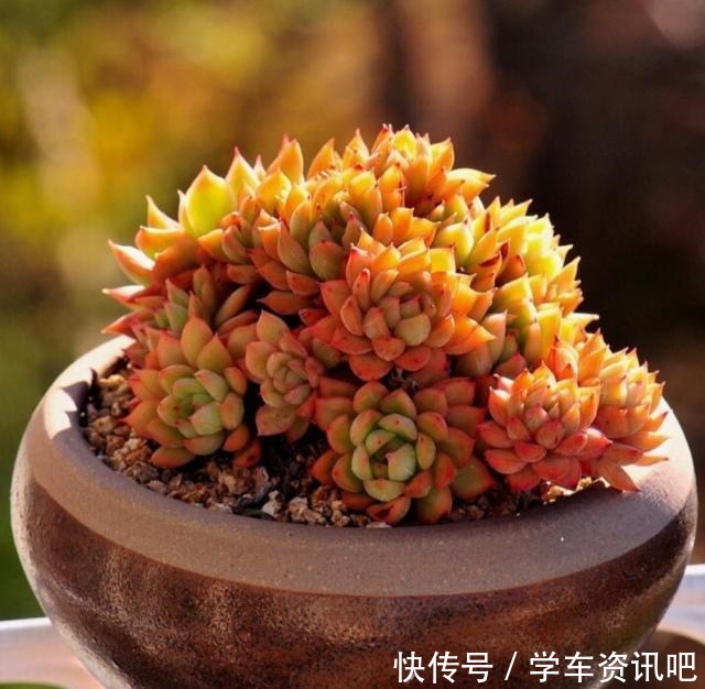 多肉度夏怎么浇水，放哪里养，教你“2招”，顺利度夏，又肥又美！