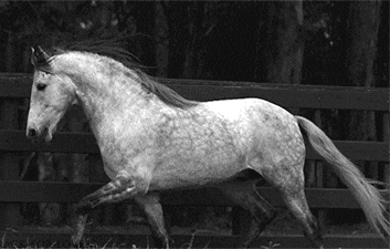 |搞笑动图:终于下雪了,小企鹅开心得跳起来!