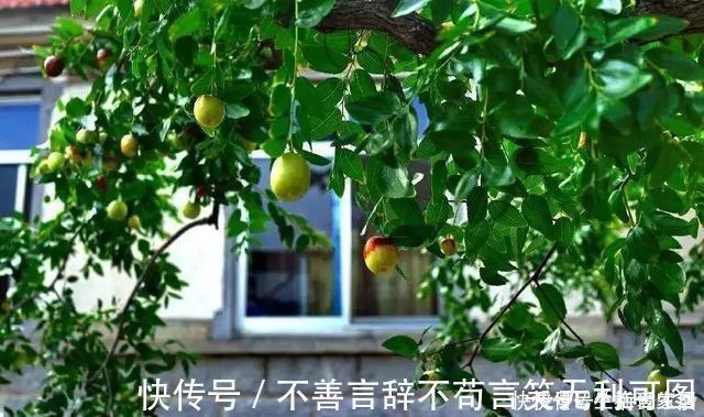 阳台上|还在苦苦养花吗?今年都流行种果树了,开完花就结果,味甜真不错