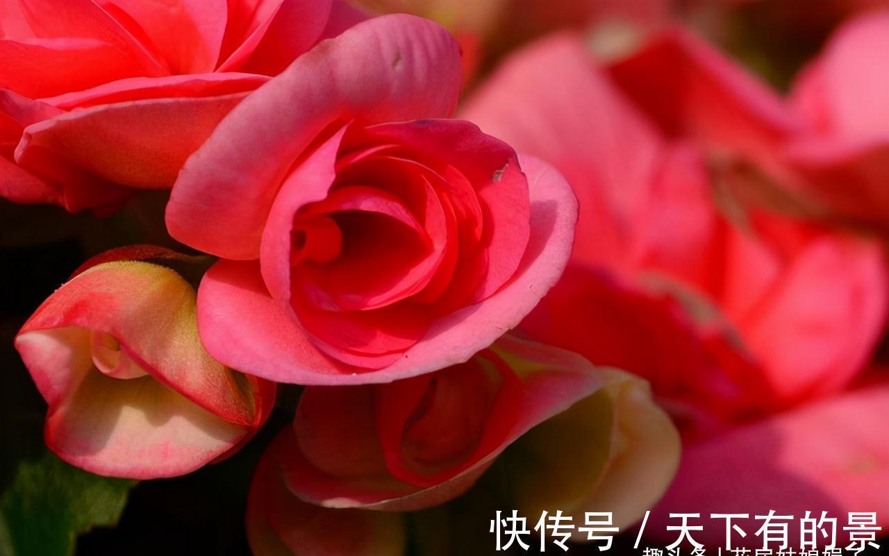 蝴蝶兰|3种花好看但是难养,新手养不好,老手不愿养,别轻易入坑