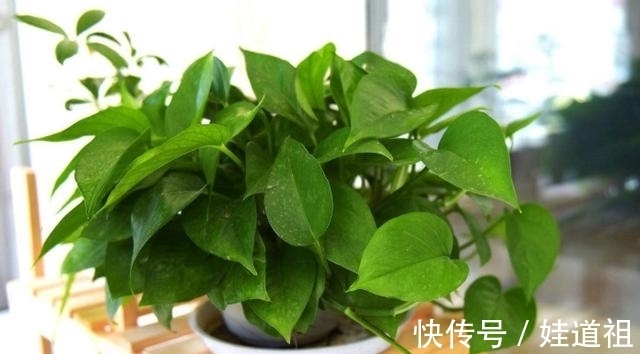 浇花|养花怕用肥不当,就自制这4样肥料,肥效温和持久,特好使