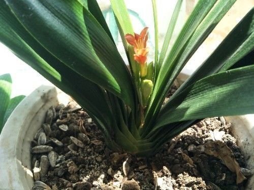 叶片肥|“懒养”君子兰,一年不施肥,叶片油亮,花朵娇艳,花开四季不断
