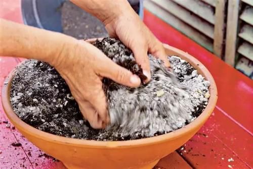 夏季来临前，多肉植物这5个养护技巧要注意多学习