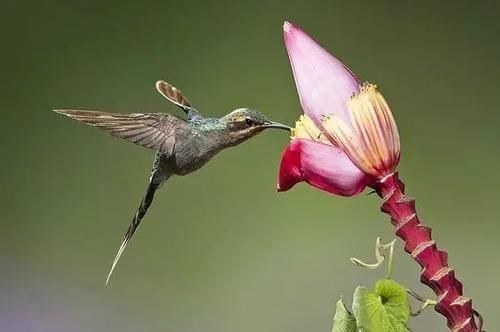 花草养不活，放点香蕉皮，打鸡血一样疯长！