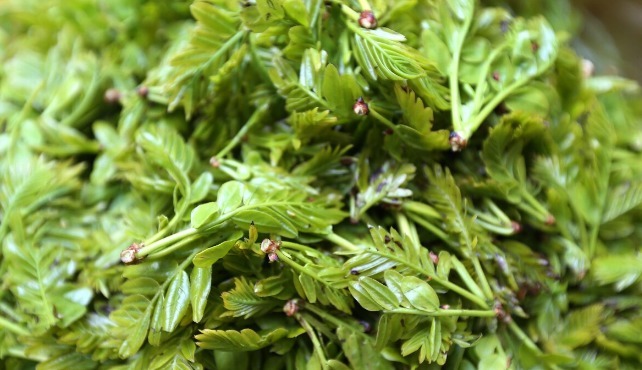 凉拌|65种野菜图片,带你认识不同的野菜和吃法,你想要的野菜这里都有