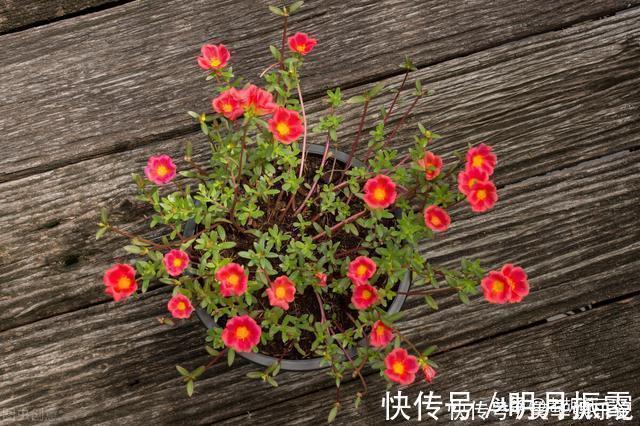 滇药录|本是野草，却被称为“天然青霉素”，怪不得许多人愿意吃呢