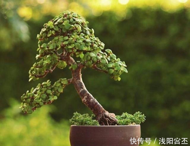 金枝玉叶|养金枝玉叶,关键要做好5项管理,很快长成盆景老桩!