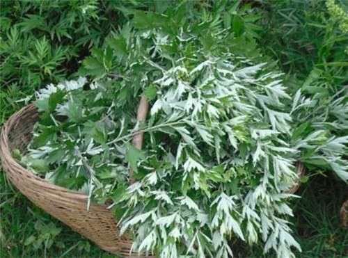 杀菌|女性养生先排毒,常食3种食物,排毒养颜,抗衰杀菌,子宫干净!