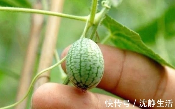 这种西瓜只有拇指那么大，吃起来有一点像黄瓜的味道