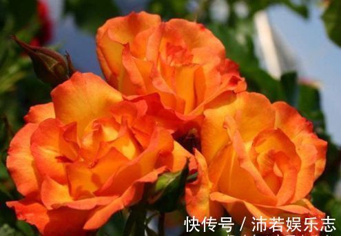 宠爱|喜欢养玫瑰,就试试“优良名品”宠爱小姐,色泽光亮,极为少见!