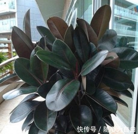 此款花草适合新手,厨房养2盆,漂亮又净化空气,还能蹭蹭长!