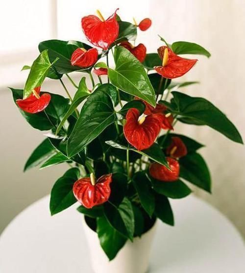 蝴蝶兰|居家就养此款花卉,丢到阳台,四季有花开,花香四溢飘满屋