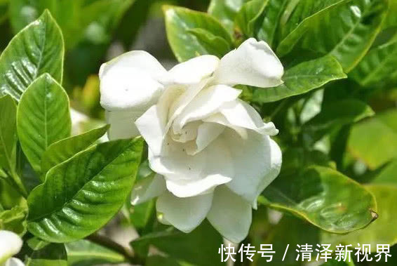 修剪|栀子花不开花做好3点,开花多得停不下来,拦都拦不住,爆满盆
