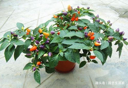 乡下这种“野草”,曾经路边没人要,如今大家看到抢着挖,特珍贵