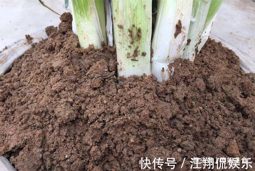 原来保存大葱一点也不难,不烂不空心,放半年不坏,冬天随吃随取