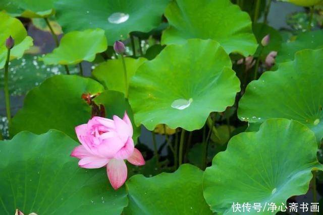 画派|现代5大画派中,岭南画派可谓是一枝独秀,而他却是其中花鸟画大师