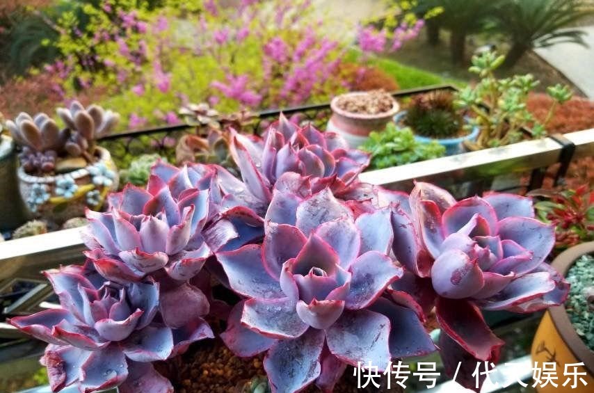 肉友|多肉就得懒人养,水越少越不管,呼呼爆出一大盆!