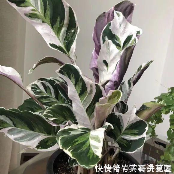 净化|卫生间“潮湿、有异味”？养上6种花草，干净又清新