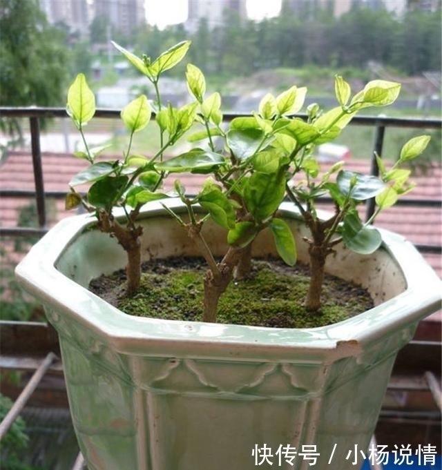 家里养了3种花,一年四季轮着开花,简单好养花量又大