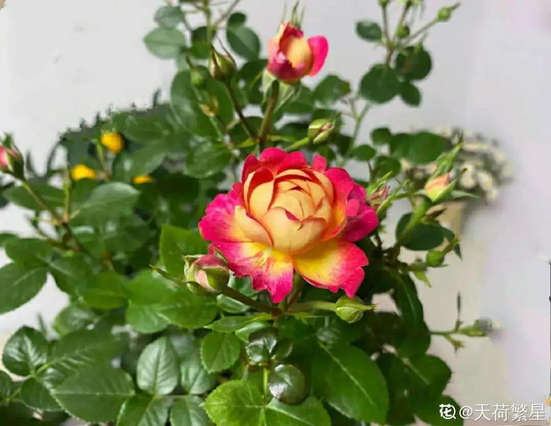 黄叶|给花浇水掺点白醋，植物根比萝卜还粗，健壮不黄叶