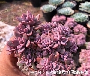 10款紫色系多肉,高贵梦幻,养一盆“紫气东来”,总有你喜欢的!