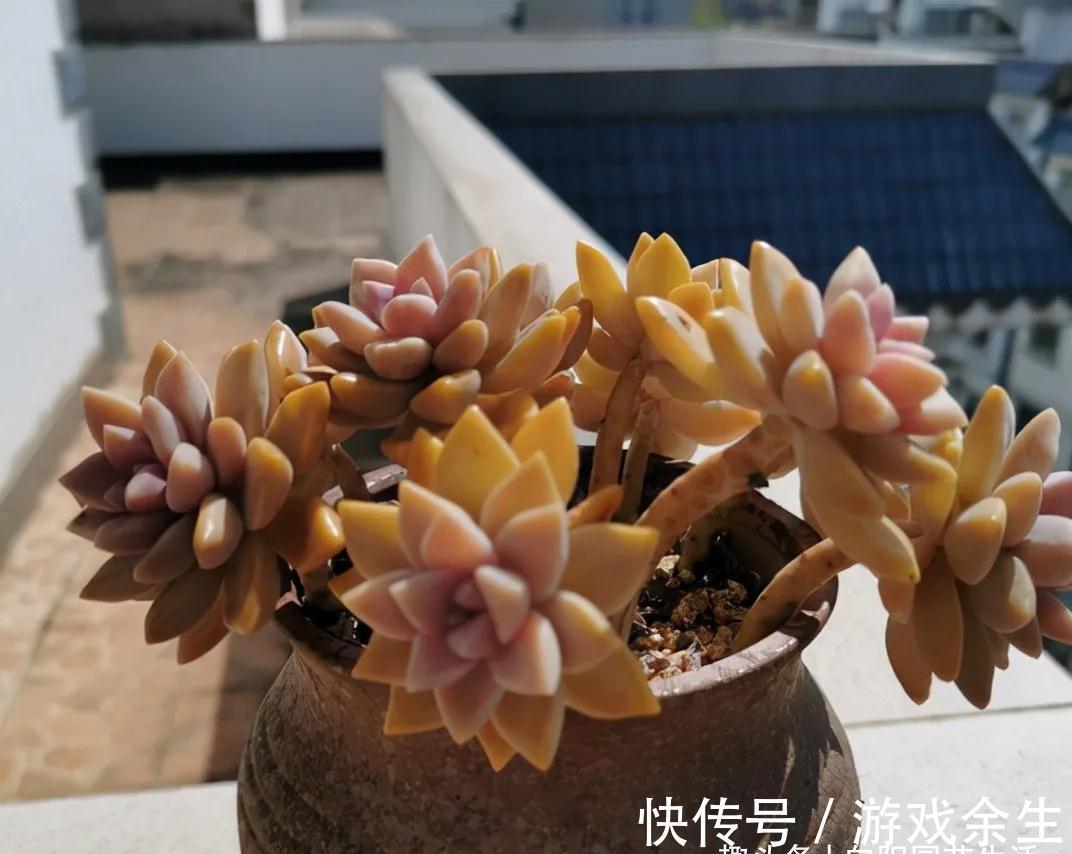 多肉淡雪，多肉中的“战斗机”，长得飞快，1年长成老桩