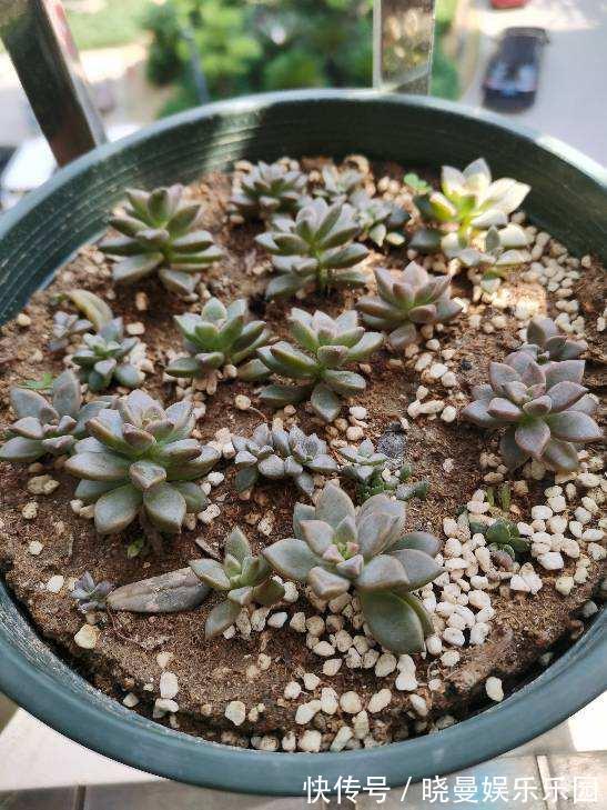 花友|容易养成老桩的多肉,新手也能养成,2年茎秆木质化