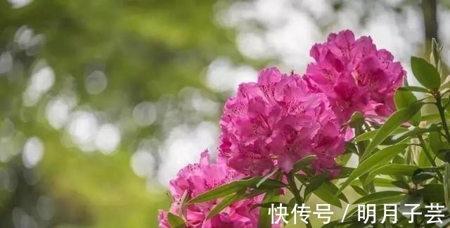 蝴蝶兰|15种耐阴花，室内光照不足，照样花开不断！