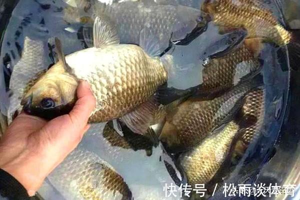 鲫鱼|初秋钓大鲫鱼,就用这四款饵料,小鱼不沾,对大鲫鱼有奇效