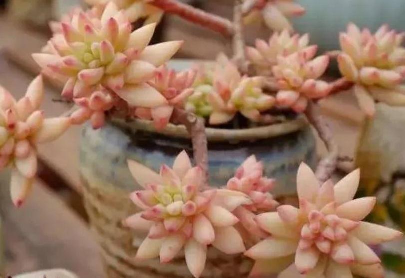 徒长|不养一盆树冰你就不知道多肉有多美,掌握4个方法,天冷就变美