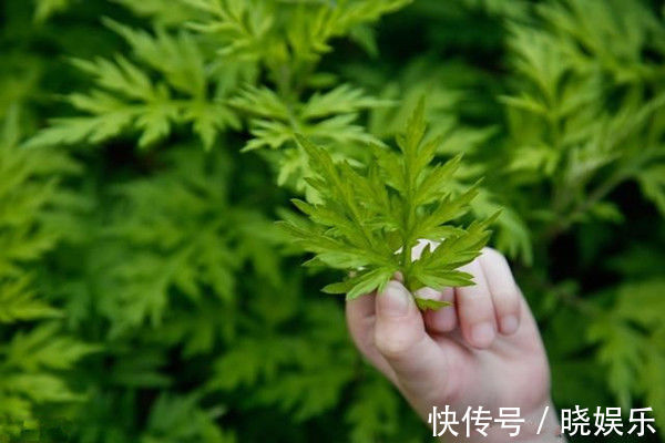 艾草泡脚|七年之病，求三年之艾！1把艾草4味药，这样做，改善失眠、腰腿痛