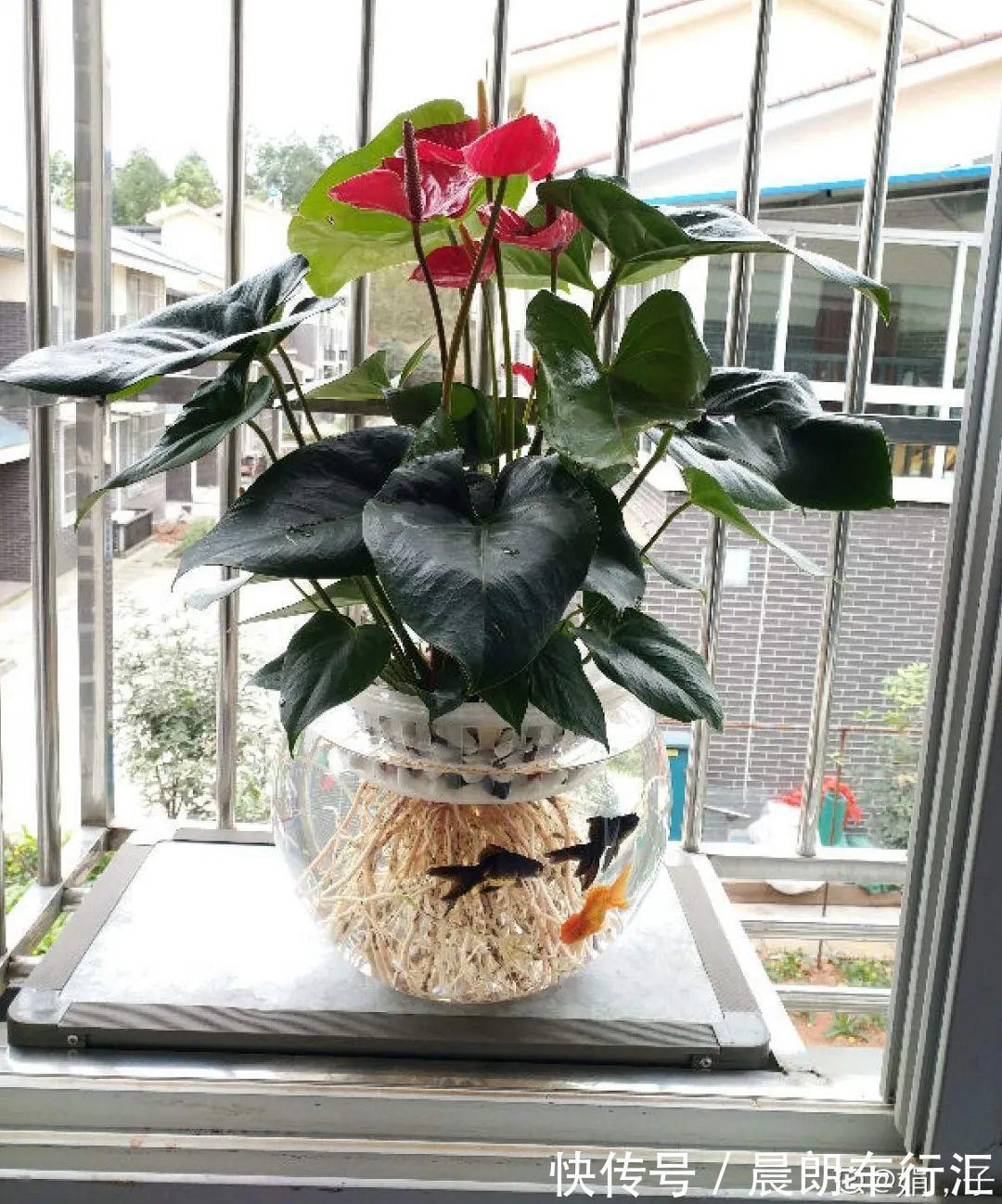 绿萝可以扔了,养盆“格调”花,颜值高还有气质