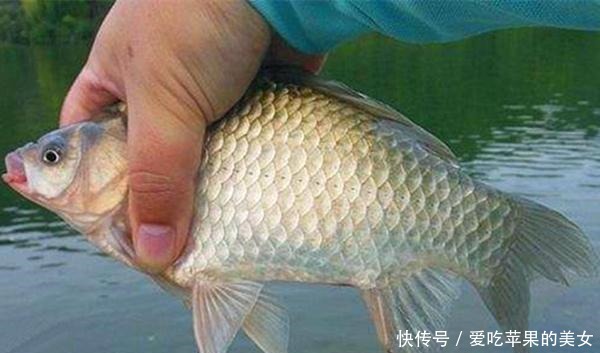 冬季天寒地冻,钓鲫鱼发窝更慢,打窝用这些招数,聚鱼效果翻倍