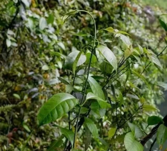 中国特有植物富宁藤|消失20年！贵州再次发现中国特有植物富宁藤，重现意味着什么？