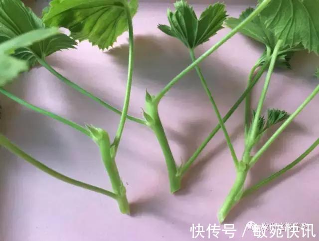 3种花太贵，别再买了，剪几个枝就能扦插几十盆！