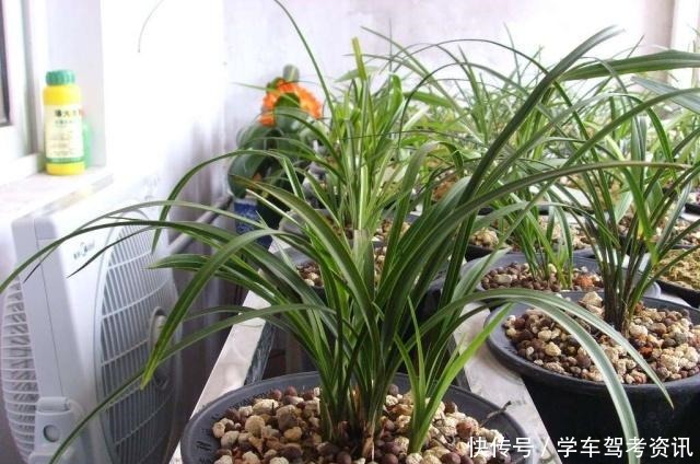 兰花怎样晒太阳,才能长得好又容易开花!