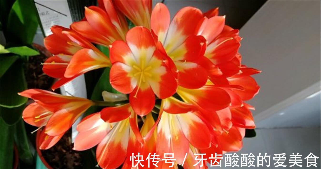 10大健康花,建议养一盆,不但能吸废气制氧气,还好养贵气