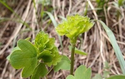  此类|农村此类野菜，养血补虚，美容降压，抗衰老，个个都是宝
