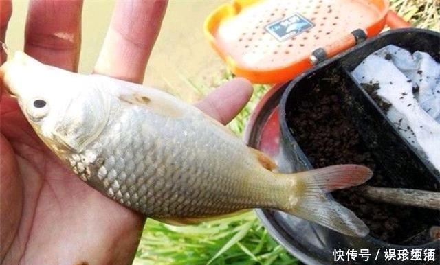 鱼盲钓了一百多条小草鱼,回家准备养起来,却成了村里的笑话