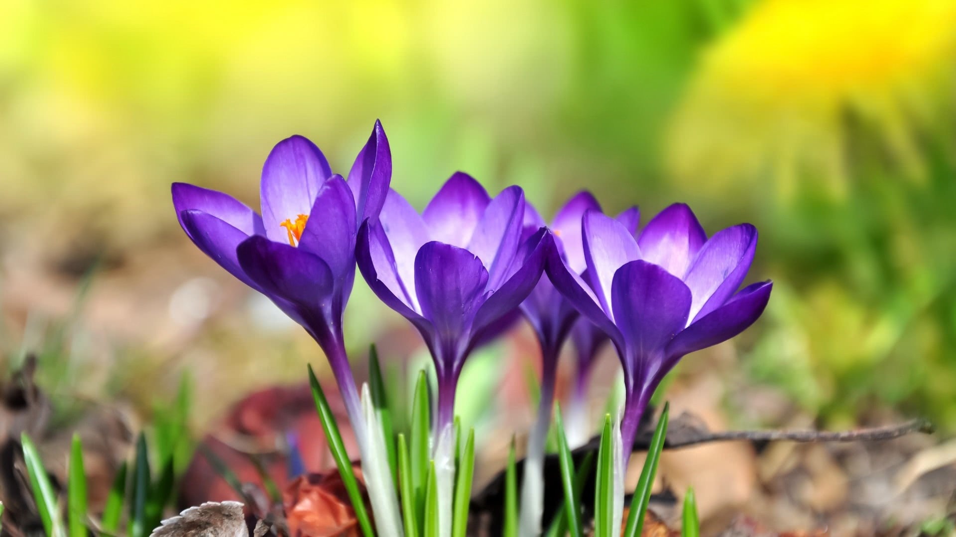 此花是代表了快乐的花，有着非常美丽的外表，是很漂亮的花