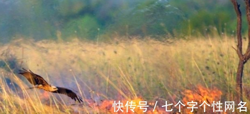 巨蜥|完全冻结的木蛙，与人类指纹几乎相同的考拉，你不知道的生物知识