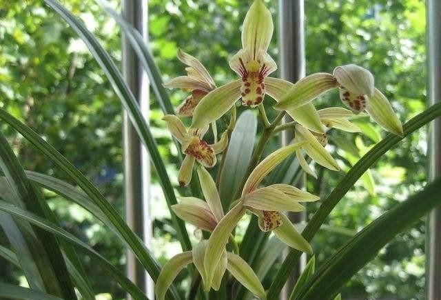 兰花|阳台养兰花,上盆做好5步骤,兰花发芽长得壮,年年开花香