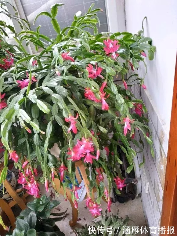 蟹爪兰喂点“大肥水”,叶片硬如铁,花苞鼓满盆,开花一百朵