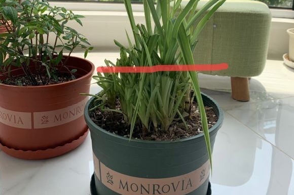 长寿花换盆,切忌越换越大,一直用小盆养才好!