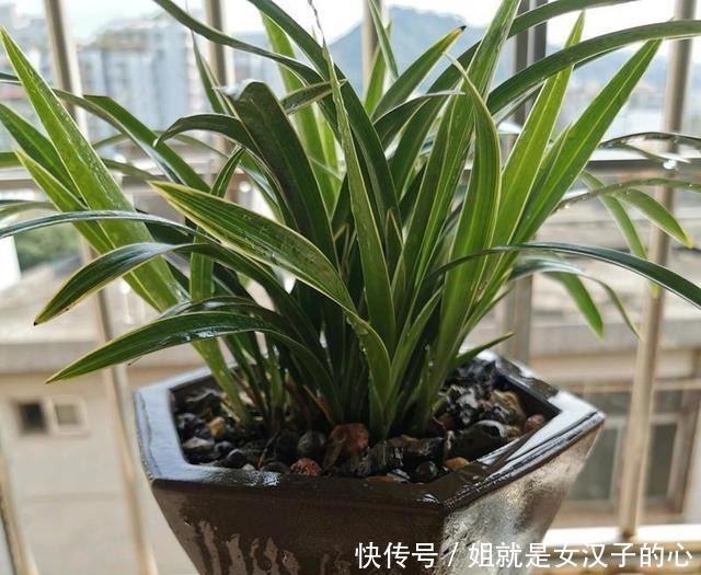 春天兰花发芽,“一灌二喷三埋”,兰花养分足,新芽多,长势爆盆!