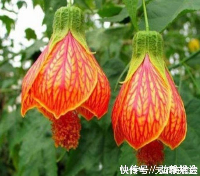 4种花自带财运，家里养一盆，比牡丹更好看，你喜欢吗？