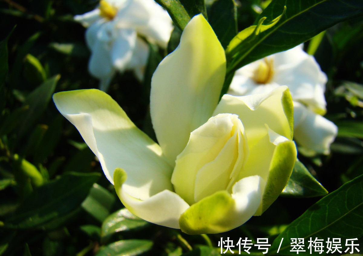 栀子花换盆注意事项,花期换盆需谨慎!