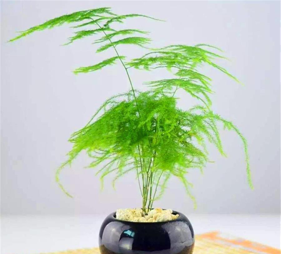 文竹|文竹有“3怕”,难怪叶子发黄还烂根,学会了四季常青,枝繁叶茂