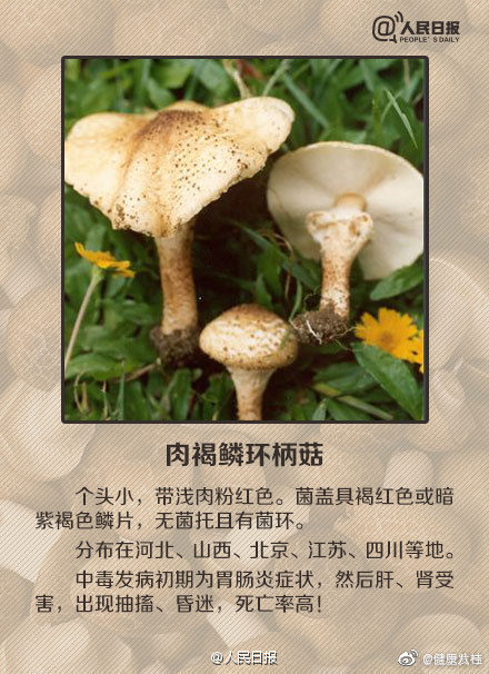 蘑菇|这些蘑菇都有毒：收好这份毒蘑菇图鉴